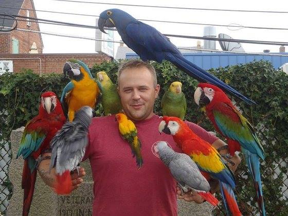  macaw parrots, cockatoos, caiques, parakeets, gre