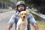 777 Charlie movie review and rating, 777 Charlie rating, 777 charlie movie review rating story cast and crew, Lie rating