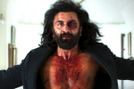 Animal first week collections, Animal collections, animal first week worldwide collections, Animal movie