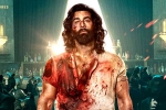 Animal collections Telugu, Animal collections Telugu, ranbir kapoor s animal opens on a strong note, Kabir singh