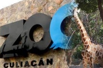 Coronavirus lockdown, Mexico, animals abandoned during coronavirus lockdown are rescued by a zoo in mexico, Mamma Coronavirus lockdown, Mexico, animals abandoned during coronavirus lockdown are rescued by a zoo in mexico, Mamma