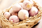 Chinese garlic latest, Chinese garlic updates, how to identify banned chinese garlic in the indian market, Farming Chinese garlic latest, Chinese garlic updates, how to identify banned chinese garlic in the indian market, Farming