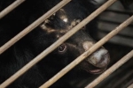 China, Tan Re Qing, bear bile touted as a potent coronavirus treatment by china, Chinese people