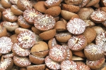 Public Health Officials, Tursi, public health officials warn about betel nut, Franklin county