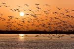 bird habitat, wildlife sanctuaries, india witnesses alarming decline in the bird habitat, Red list