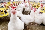 Bird flu USA outbreak, Bird flu loss, bird flu outbreak in the usa triggers doubts, Deaths