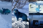 blue dogs, Russia, bright blue stray dogs found in russia, Prank