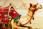 Camel Milk side effects, Camel Milk health benefits, benefits and side effects of camel milk, Shows