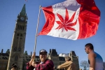 Recreational, Legalize, canada senate legalizes recreational marijuana, Marijuana Recreational, Legalize, canada senate legalizes recreational marijuana, Marijuana