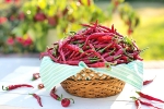 chilli pepper, diet and fitness, chili peppers help burn away the fat, Urdu