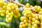Amla latest breaking, Amla health, ten health benefits of consuming amla, Liver health