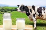 Cow Milk Protein bad for health, Cow Milk Protein updates, can cow milk protein lead to type 1 diabetes, Immune system