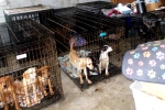 Dog Meat consumption, Dog Meat South Korea breaking, consuming dog meat is a right of consumer choice, Dog meat