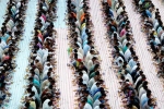 pct humanity, iftar by PCT Humanity, dubai based charity pct humanity run by indian expat enters guinness world records for holding longest iftar, Ramzan