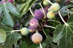 Anjeer, Figs updates, are figs really vegetarian or non vegetarian, Turkey