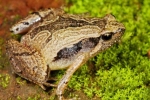Frog Mucus Kills H1 Flu Virus, South Indian Frog Mucus Kills H1 Flu Virus, south indian frog mucus kills flu virus, Frog