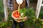 Fruits and Veggies, Fruits, fruits and veggies that are easy to grow at home, Mangoes