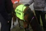 Guide Horse in UK, Patel, indian origin man with eye condition to get guide horse in uk, North west