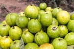 Guava good for health, Guava health tips, who should be careful with guava, Ibs