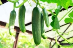 Cucumber latest breaking, Cucumber viral, hack to grow cucumber is going viral for all the right reasons, 2020