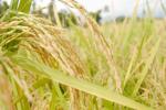 GI Tag, GI Tag, ipab to allot gi tag to indian basmati rice, Apeda