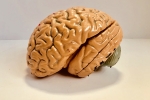 Indian Brain Atlast, Indian Brain Atlast, indians have smaller brains a study revealed, Alzheimer s