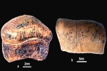 Hybodont Sharks pictures, Hybodont Sharks discovery, new species of jurassic age hybodont shark discovered in rajasthan, Bajpai