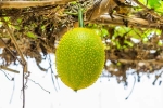 Snake Venom, Snake Venom neutrailization, this miraculous plant can neutralise snake venom in minutes, Milk