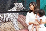 Klin Kaara breaking news, Klin Kaara latest, klin kaara meets her namesake tigress on second birthday, Animal