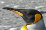 Danish researchers, impacts the environment, laughing gas released from penguins poop causes a ruckusto the environment, Cuckoo