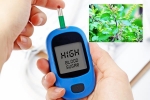 Blood Sugar Levels food, Blood Sugar Levels study, how to maintain blood sugar level to boost immunity, Diabetes patients