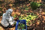 Mango, Nipah virus, nipah effect mango growers in karnataka faces tough time in export, Nipah virus