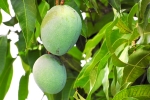 mango leaves, side effect of mango leaves, mango leaves seeds helps in reducing blood sugar and diabetes here s how, Diabetes patients