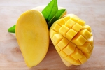 artificially ripened mangoes, calcium carbide on mangoes, mouth watering mangoes may contain cancer causing chemicals, Toxic chemicals