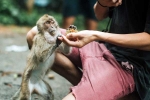 Monkey Bite latest, Monkey Bite experts, what to do after a monkey bite, Animal