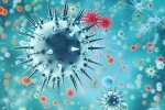 pandemic, flu, a new virus discovered in china is another pandemic on the way, H1n1 pandemic, flu, a new virus discovered in china is another pandemic on the way, H1n1