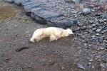 Polar Bear In Iceland breaking, Polar Bear In Iceland latest, polar bear appears in iceland for the first time in 8 years, Scientists
