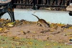 Mayor concern on New York rodents, New York latest trend, must experience trend in new york city, Advert