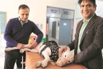NRI news, NRI comes India for surgery of his pet, nri visits india for pet surgery, Sanjeev jangwal NRI news, NRI comes India for surgery of his pet, nri visits india for pet surgery, Sanjeev jangwal
