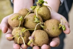 Sprouted Potatoes advantages, Sprouted Potatoes problems, what happens when you eat sprouted potatoes, Potatoes Sprouted Potatoes advantages, Sprouted Potatoes problems, what happens when you eat sprouted potatoes, Potatoes