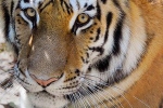 novel coronavirus, novel coronavirus, bronx zoo tiger nadia the first animal tested positive for covid 19, Cats