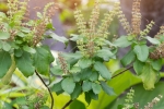 tulsi for skin benefits, tulsi for dandruff, tulsi for skin how this indian herb helps in making your skin acne free glowing, Scabies