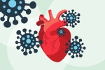 COVID-19, scientists, covid 19 can lead to heart complications not found in any other disease study, Heart muscle COVID-19, scientists, covid 19 can lead to heart complications not found in any other disease study, Heart muscle