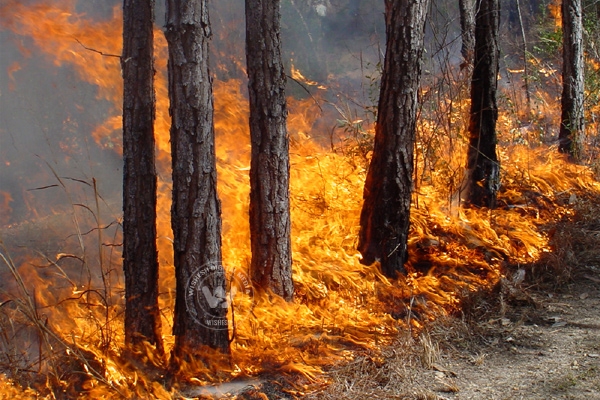 Fire departments battle Pike State Forest fire},{Fire departments battle Pike State Forest fire