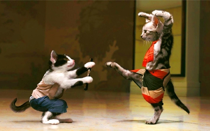 Cat Dance