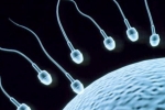 Sperm Count, Foods That Improve Sperm Count, 8 super foods to improve sperm count, Male fertility